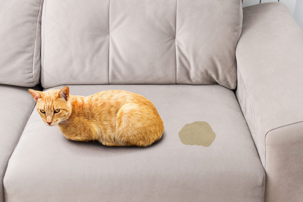 pet stain and odor removal