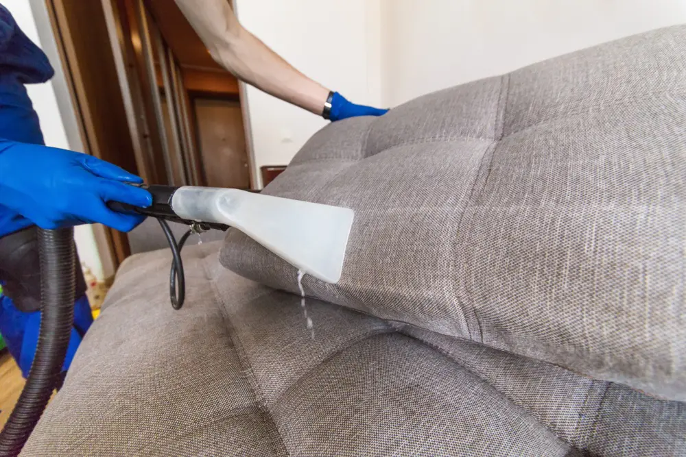 professional upholstery cleaners cleaning couch cushions  