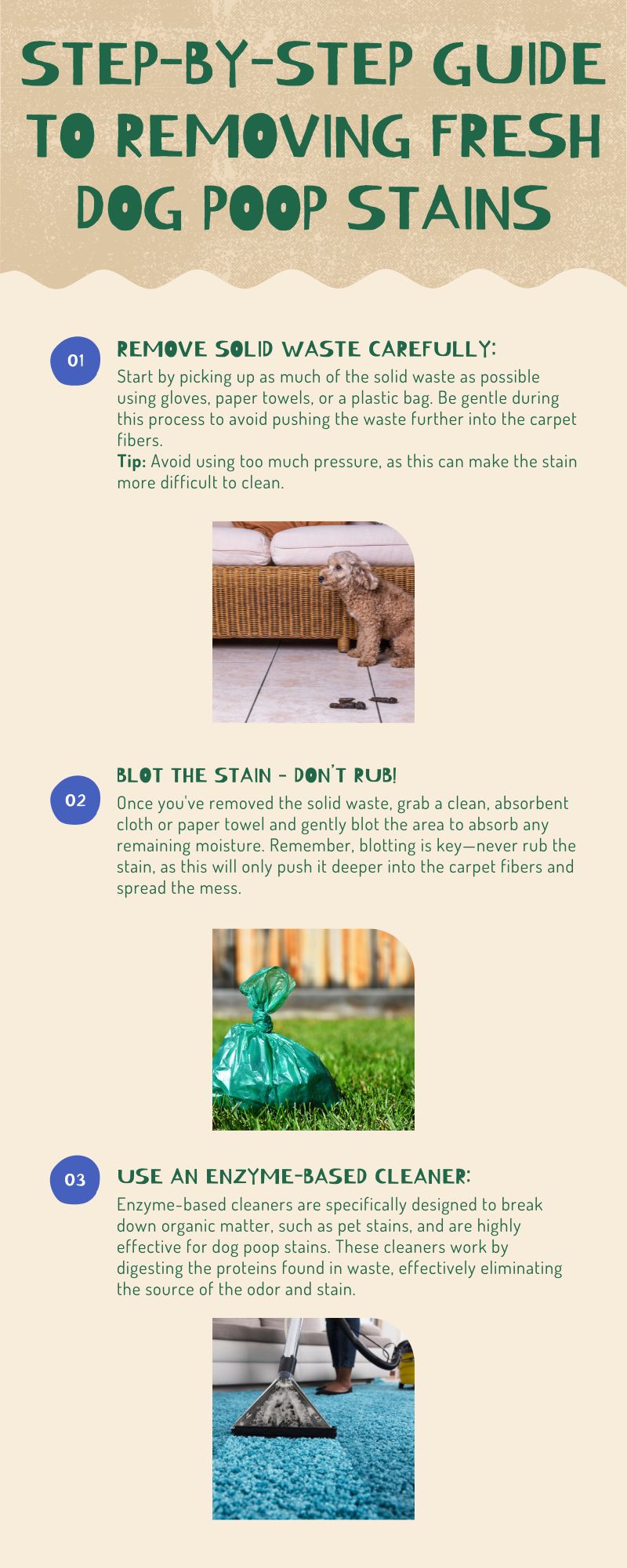 Effective Tips For Removing Dog Poop Stains From Your Carpet
