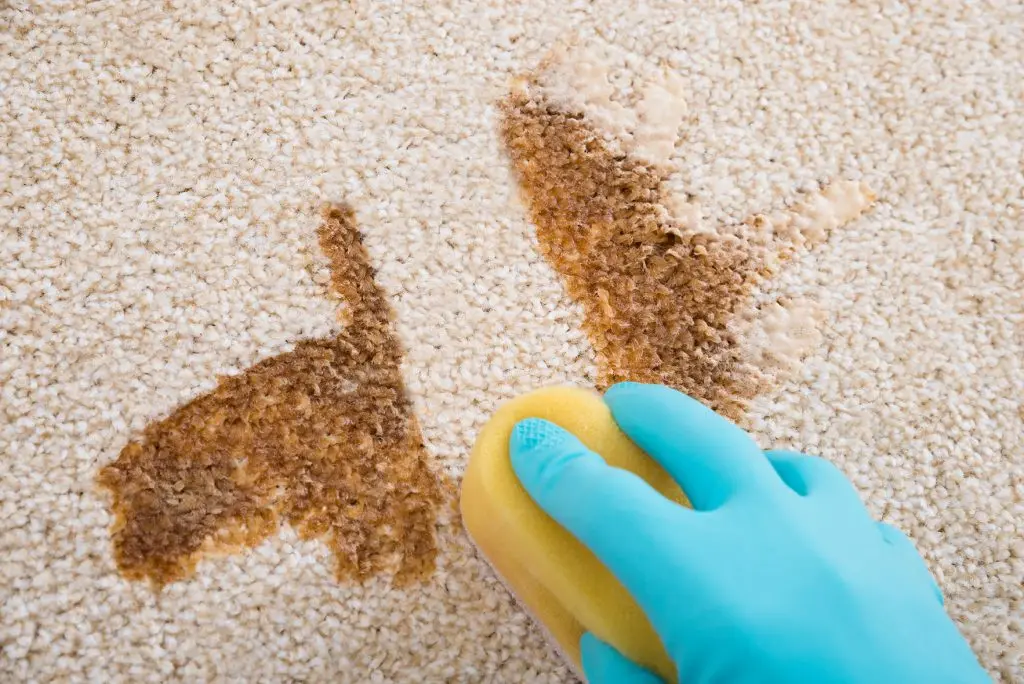 Carpet spot treatment in Bloomingdale