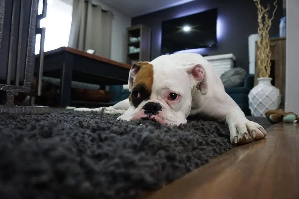 Pet-friendly carpet cleaning in Barrington