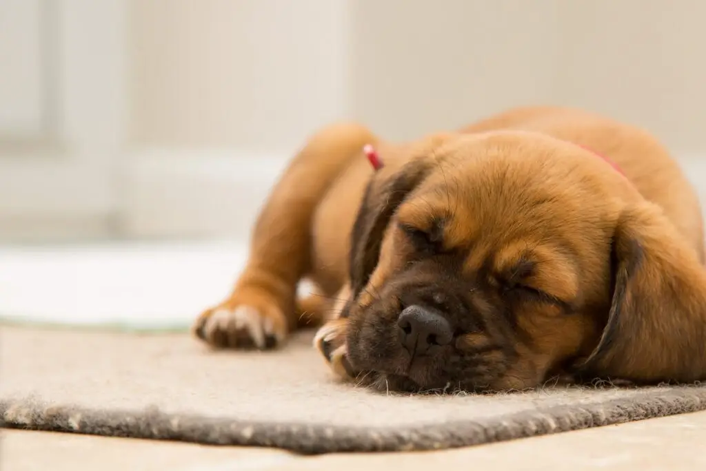 Effective Tips for Removing Dog Poop Stains from Your Carpet