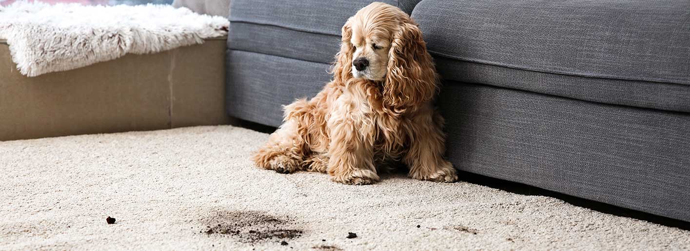 Carpet stain removal