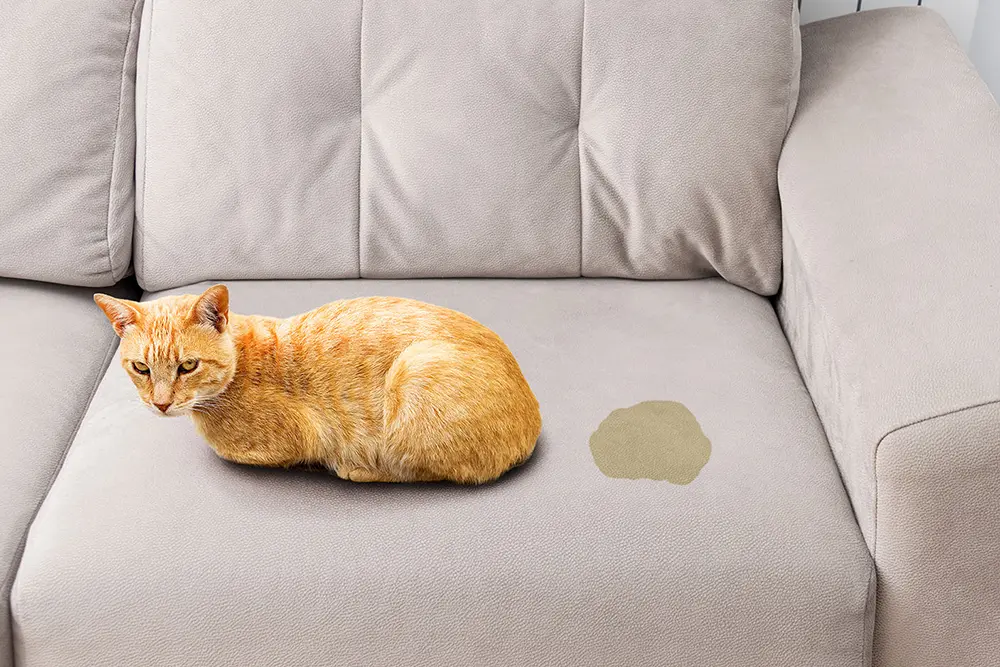 urine stains on the couch