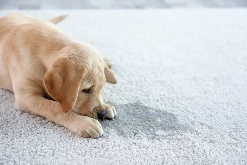 how to clean pet stains and eliminate odors
