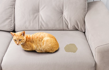 Pet Stain and Odor Removal